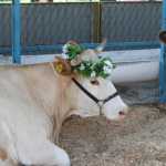 377fea91b2a9b5256609f163f8639f11