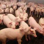 57170 – 8597072d67a9967dadea097ebb7b9413