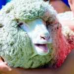 6ff56d8bd8bfb106da49035b6e1bd6ea