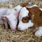 a6f75dd6bdfc92f1bdbed4554c0628bfccb9e82f