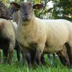 belarus-_1565607113.3235_main_image