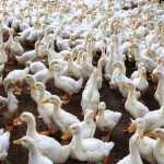 cropped-foodnews_06‑7