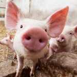 cropped-foodnews_1‑4