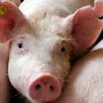 cropped-foodnews_10‑1 – 1