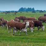 korovyi_myasnoy_gerifordskoy_porodyi