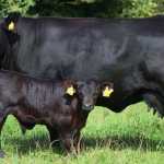 v‑tyumen_1565803210.3562_main_image