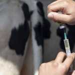 antibiotics