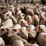 General Views Of Pig Farming At A&nbsp;Lehmann Bros. Farm&nbsp;<span class="caps">LLC</span>