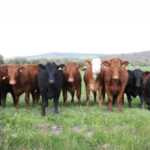 free_cow_image_moo_cows_in_a_line_in_a