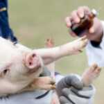 Piglet vaccination