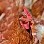 chicken_4322652_640