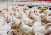В Башкирии построят птицеводческий комплекс за 630 млн руб.