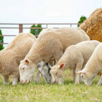 Стратегию развития овцеводства и козоводства обсудили в Минсельхозпроде Дагестана