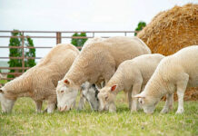 Стратегию развития овцеводства и козоводства обсудили в Минсельхозпроде Дагестана