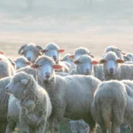 «Сибагро» помогает фермерам Бурятии развивать овцеводство