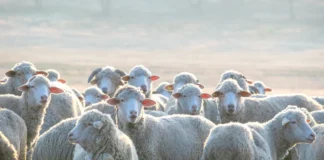 Овцеводство и козоводство: где драйверы развития?