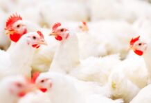 Минсельхоз предлагает продлить господдержку племенного птицеводства