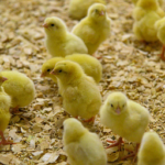 Нейросеть будет следить за здоровьем цыплят на липецкой ферме