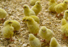 Нейросеть будет следить за здоровьем цыплят на липецкой ферме