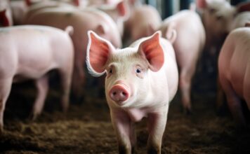 Производство свинины прибавило 0,3% за десять месяцев