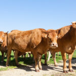 Бычки прибавили в весе: Российские ученые придумали, как производить больше говядины