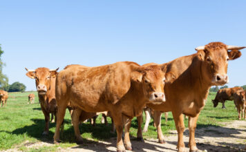 Бычки прибавили в весе: Российские ученые придумали, как производить больше говядины