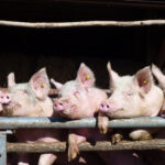 Родниковский свинокомплекс увеличит выпуск свинины до 26 тыс. тонн в год после модернизации