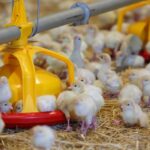 18 новых птичников построены в Вачском округе Нижегородской области при господдержке