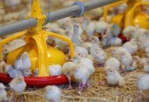 Вице-губернатор Томской области Михаил Ратнер посетил Межениновскую птицефабрику