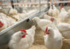 Минсельхоз изменил ветеринарные правила по высокопатогенному гриппу птиц