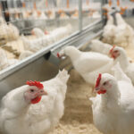 Почему мы едим именно куриц, а не других птиц?