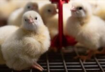 Восемь птичников в Павловском округе Нижегородской области обновили при господдержке