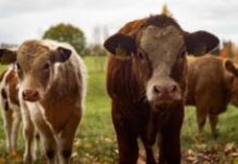 Критерии сохранения особо ценных генетических ресурсов утвердили в России