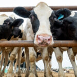 «Агропромкомплектация» отправила первую партию крупного рогатого скота в Республику Таджикистан