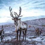 За пять лет объем заготовки оленины на Ямале вырос в два раза