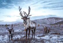 За пять лет объем заготовки оленины на Ямале вырос в два раза