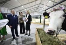 Племенные свидетельства и разрешения на импорт будут выдавать через единое окно с марта 2026 года