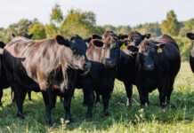 Внедрение геномной селекции в «Мираторге» обеспечило рост продуктивности мяса за счет повышения эффективности отбора племенных животных