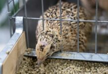 Крупнейший в РФ производитель яиц и мяса перепелов построит новый инкубатор
