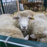 Союз овцеводов создают в Бурятии