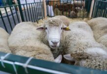 Союз овцеводов создают в Бурятии