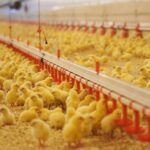 Группа «ПРОДО» инвестирует более 1,4 млрд руб. в технологическое перевооружение птицефабрики в Омской области