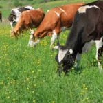 Генетический потенциал: в Коми улучшат племенное стадо с помощью новой формы господдержки