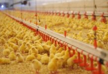 Группа «ПРОДО» инвестирует более 1,4 млрд руб. в технологическое перевооружение птицефабрики в Омской области