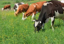 Генетический потенциал: в Коми улучшат племенное стадо с помощью новой формы господдержки