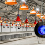 «Дамате» начала строительство птицеводческого блока стоимостью 4,3 млрд рублей в Пензенской области