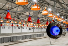 «Дамате» начала строительство птицеводческого блока стоимостью 4,3 млрд рублей в Пензенской области