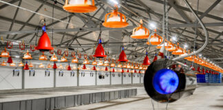 «Дамате» начала строительство птицеводческого блока стоимостью 4,3 млрд рублей в Пензенской области