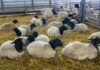 Первый в РФ селекционно-генетический центр по овцеводству создают в Калужской области