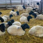 Первый в РФ селекционно-генетический центр по овцеводству создают в Калужской области